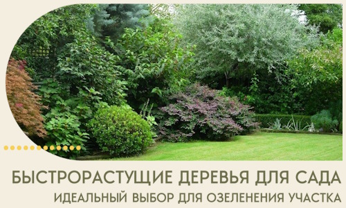 Быстрорастущие деревья для сада идеальный выбор в Майкопе