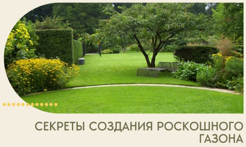 Секреты создания роскошного газона в Майкопе